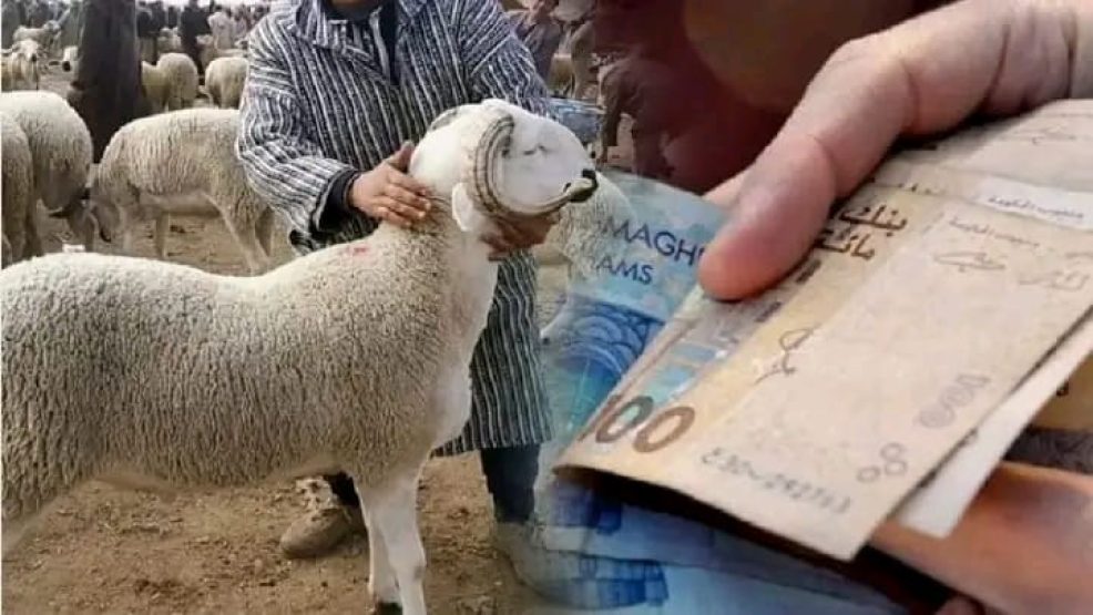 ” أسعار مجنونة” سمة اثمنة اضاحي عيد هذه السنة