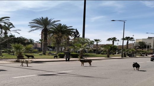 سيدي بنور ..إنتشار الكلاب الضالة  ظاهرة تسترعي الانتباه!!