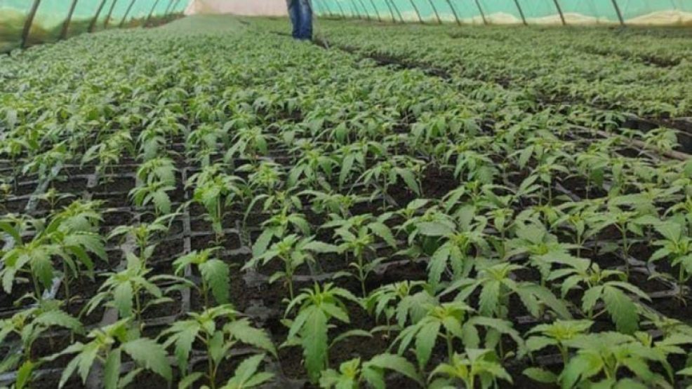 الوكالة الوطنية لتقنين القنب الهندي تصدر 3029 ترخيصا