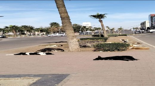 سيدي بنور..زيادة ملحوظة في أعداد الكلاب الضالة بشوارع المدينة