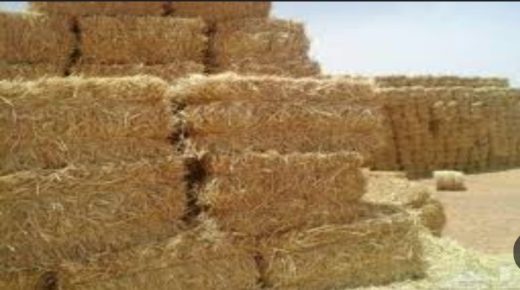 إقليم سطات .. لغلاء  علف التبن  آثار و تداعيات !!