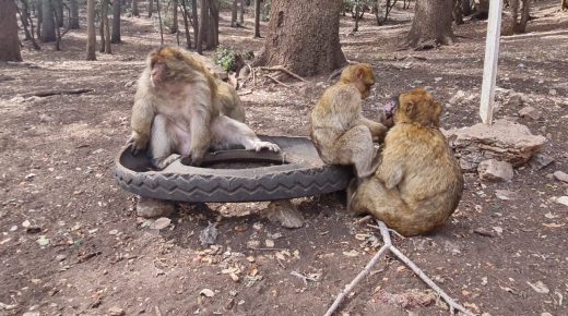قردة الأطلس ..”كنز طبيعي يستحق الحماية في منتزه إفران الوطني”