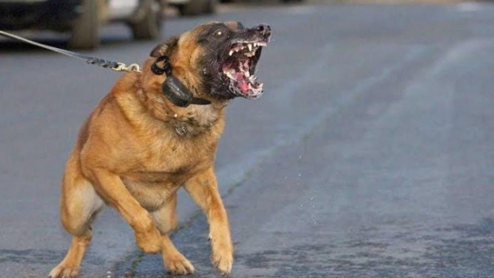 القنيطرة ..كلب مسعور ينهي حياة طفلين وسط صدمة أسرتيهما