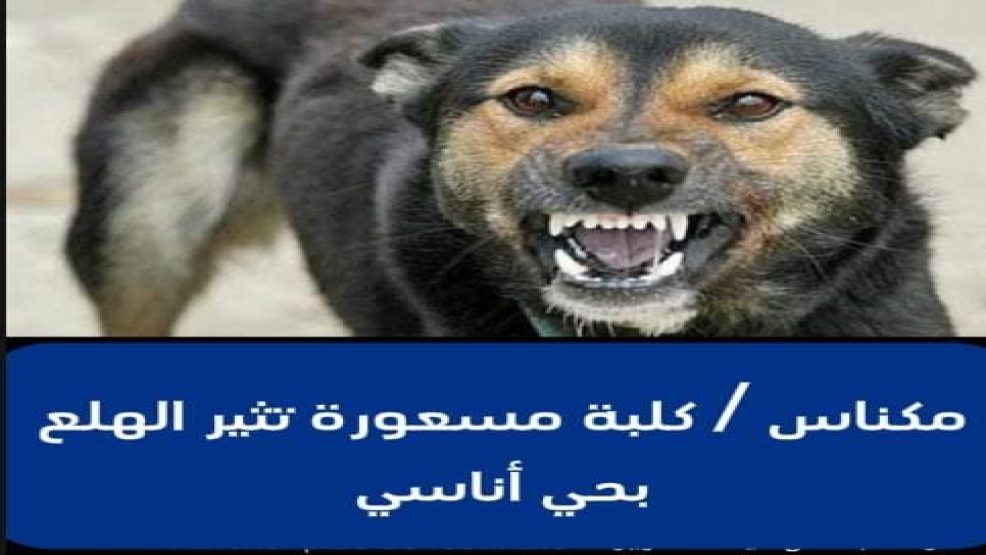 مكناس..  كلبة مسعورة تثير الهلع بحي أناسي