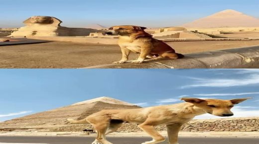 مصر..قصة الكلب الذي اصبح أشهر من مشاهير مصر في لحظات بعد اعتلائه عرش الملك خفرع