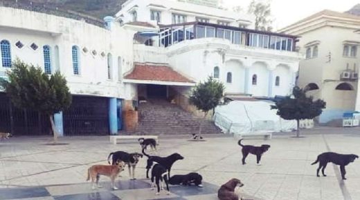 شفشاون ..انتشار الكلاب الضالة يقلق راحة الساكنة وزوار المدينة