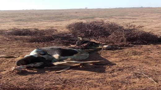 جماعة العامرية اقليم سيدي بنور..سكان مجموعة من الدواوير يطالبون بتدخل عاجل بعد رمي فلاح لبقرة يحتمل إصابتها بالسعار