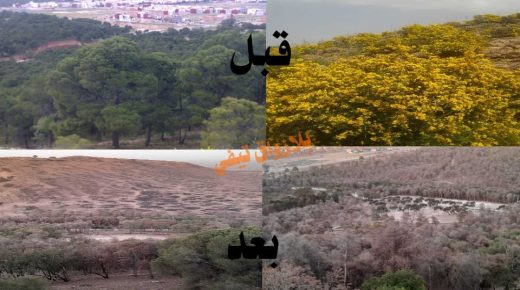 وجدة .. نداء إلى والي جهة الشرق كارثة طبيعية بغابة سيدي معافة