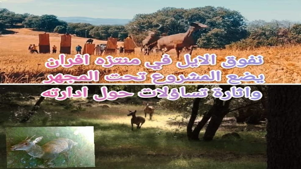 افران ..نفوق الايل في منتزه الوطني يضع المشروع تحت المجهر واثارة تساؤلات حول ادارته