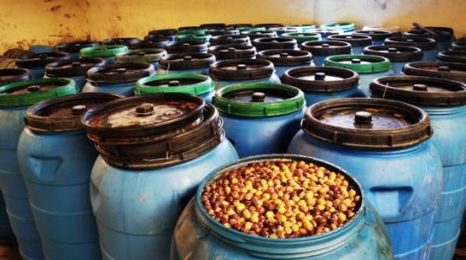 برشيد..المركز البيئي للدرك الملكي بسطات يفكك وحدة لتخمير الزيتون