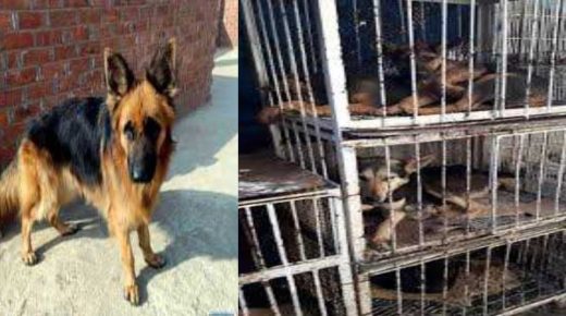 وجدة .. تفاعل ايجابي للسلطات المحلية مع شكاية ضد باعة الكلاب وتأثيرها على صحتهم