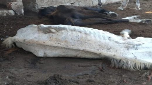 القنيطرة.. نفوق 158 حصاناً في مستودع جماعة سيدي الطيبي بسبب الجوع والإهمال