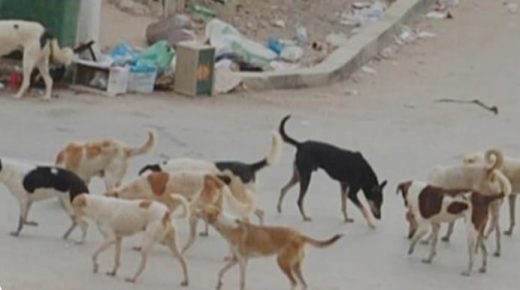 الكلاب الضالة بإبن أحمد: مشكلة مستمرة تنتظر الحل