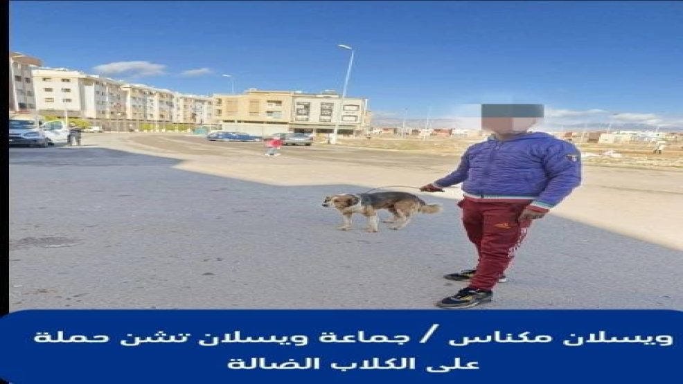 ويسلان مكناس ..مصالح الجماعة تشن حملة ضد الكلاب الضالة