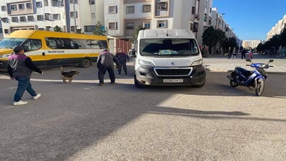 مدينة الرحمة ..حملة لجمع الكلاب الضالة استهدفت 113 كلب