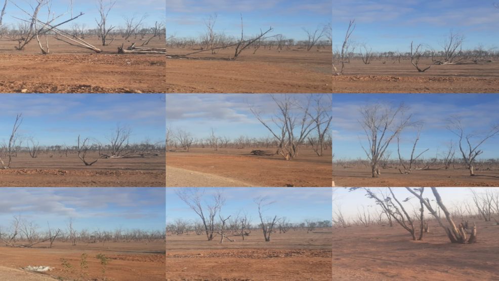 غابة بوحمام  إقليم سيدي بنور..ثروة طبيعية تتعرض للتلف وسط إهمال إدارة المياه والغابات