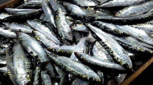 بين غياب السردين وغلاء الدواجن: تساؤلات حول سياسة الصيد والجفاف في المغرب ؟