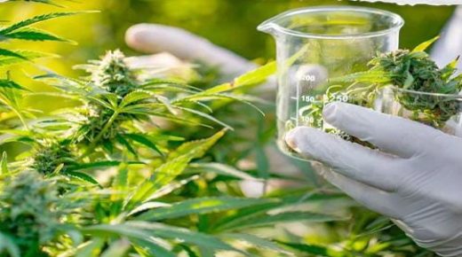 مشروع تقنين القنب الهندي.. إجراءات صارمة ضد المخالفين