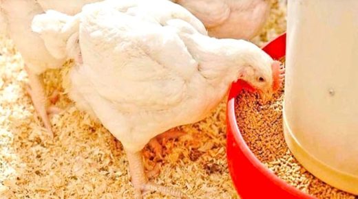 Le Conseil de la concurrence scrute l’ascension des prix dans le secteur de la volaille au Maroc