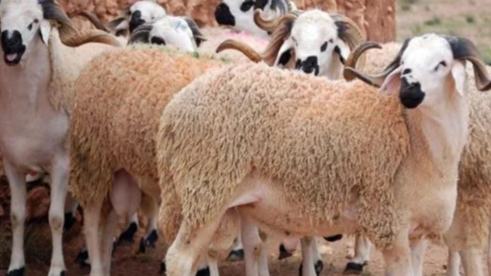 بعد إلغاء شعيرة النحر بعيد الأضحى الحكومة تتجه إلى إلغاء دعم 500 درهم لكل رأس غنم مستورد