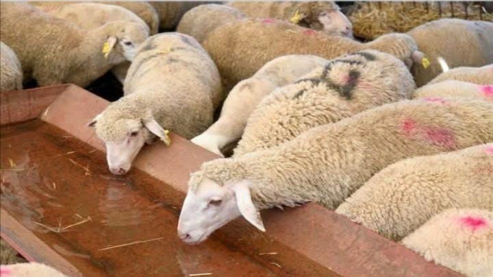 وزارة الفلاحة ترد على جدل دعم الاستيراد “43,7 مليار سنتيم ” لدعم استيراد الأغنام لعيد الأضحى