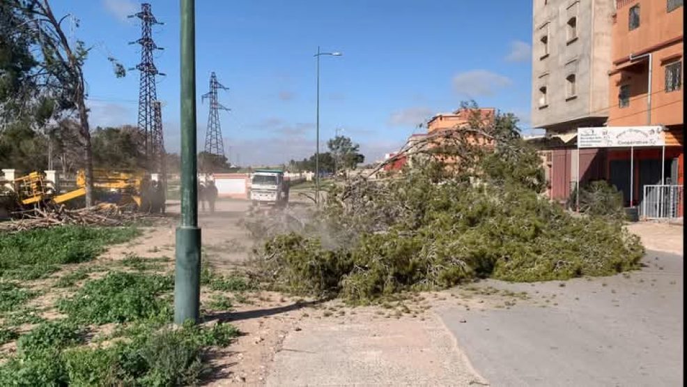 اليوسفية.. سقوط شجرتين بطريق حي المسيرة يربك السير
