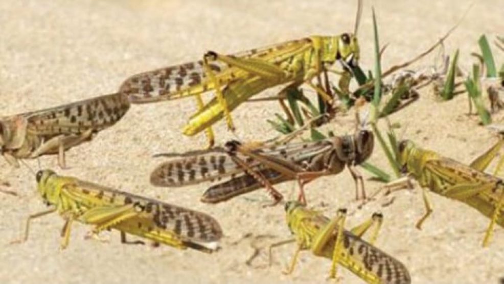 وزارة الداخلية .. رفع درجة اليقظة لمواجهة خطر الجراد