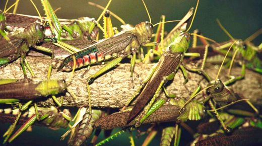 Une invasion apocalyptique : les criquets pèlerins menacent le royaume