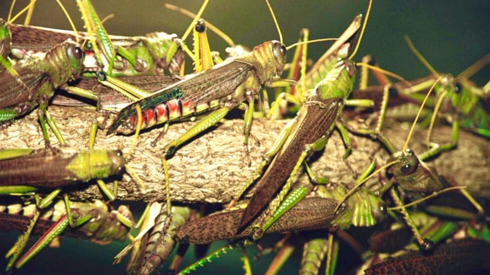 Une invasion apocalyptique : les criquets pèlerins menacent le royaume