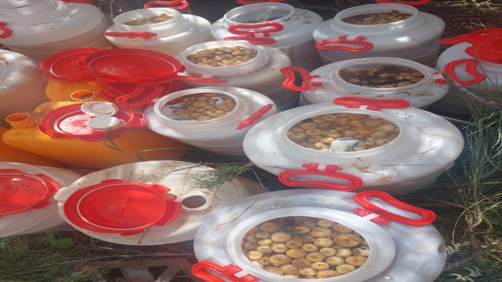 خنيفرة..درك تيغسالين يواصل حملاته على مصنعي ومروجي السموم ويحجز كمية كبيرة من الماحيا