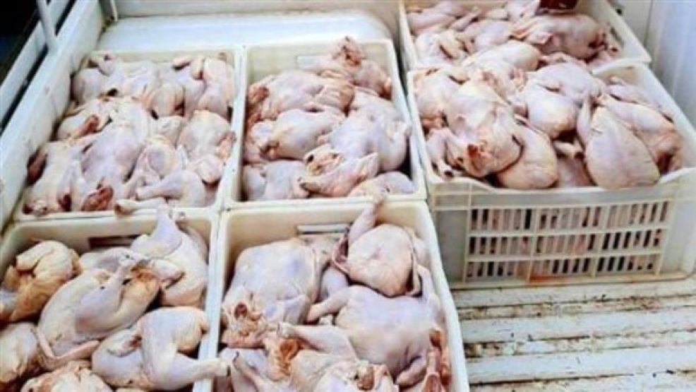 الدرك الملكي بسطات يحبط محاولة تهريب دواجن غير صالحة للاستهلاك