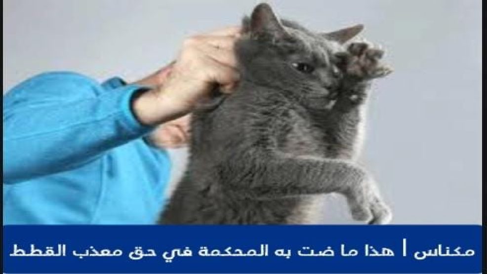 مكناس ..المحكمة الابتدائية تصدر حكمها في حق معذب القطط