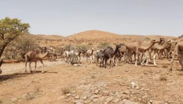 إعتداءات الرحل تتجدد ضد ساكنة اشتوكة آيت باها