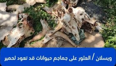 مكناس بويسلان ..العثور على جماجم حيوانات قد تعود لحمير