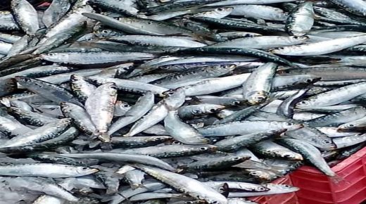 ميناء الداخلة يستعيد عافيته مع أولى بوادر موسم السردين