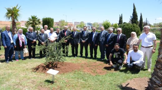 وجدة: تخليد اليوم العالمي لشجرة الأركان