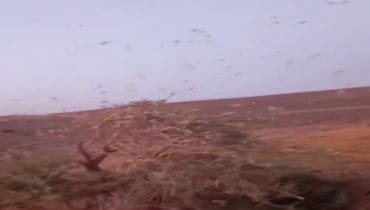 زاكورة تحت غزو الجراد: كارثة بيئية واقتصادية تضرب الإقليم هذا الأسبوع