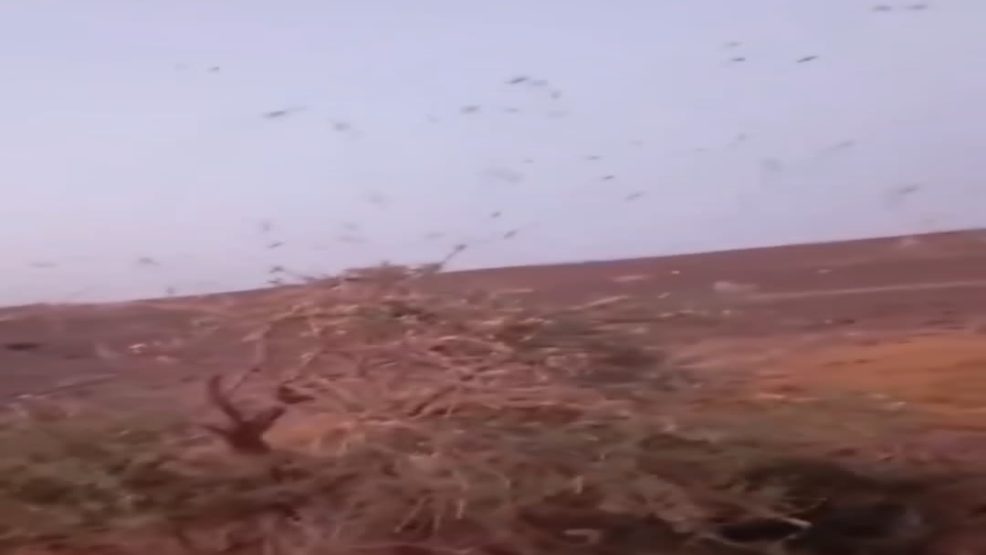 زاكورة تحت غزو الجراد: كارثة بيئية واقتصادية تضرب الإقليم هذا الأسبوع