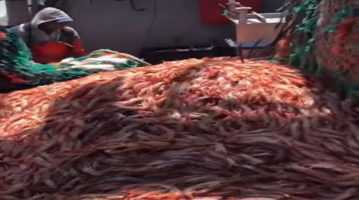 حجز كميات من الربيان (القيمرون)بسبب مادة E222 يثير الجدل بميناء أكادير