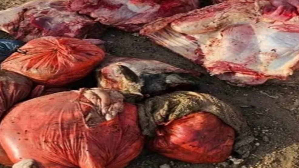 الدروة..ضبط شاحنتين محملتين بلحوم فاسدة ضمن حملة لمحاربة المواد الغذائية غير الصالحة