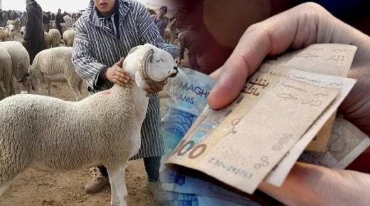 المغرب يضع خطة طموحة لدعم مربي الماشية وتعزيز السيادة الغذائية