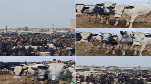 سيدي بنور.. “شناقة” رحبة الأبقار يلهبون الأسعار والبيع يتكرر أكثر من مرة في السوق