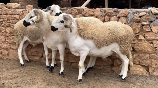 حديث أوجاع القلب والدماغ ل” عيد بلا أضحية”  بين التقشف والاختيارات السياسية