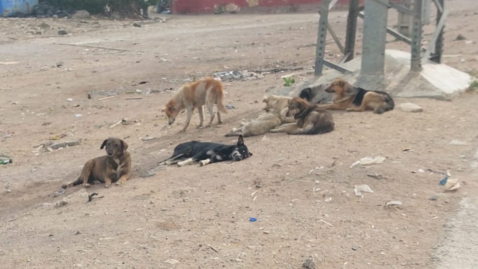 صمت السلطات يفاقم أزمة الكلاب الضالة في حد السوالم
