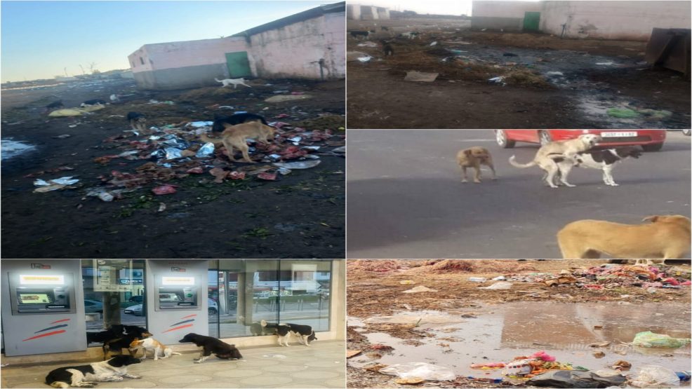 سيدي بنور ..غياب بيطري في زمن الأوبئة ! من يحمي صحة الساكنة؟