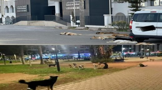 سيدي بنور.. الكلاب الضالة تسرح وتمرح أمام عجز “مصلحة حفظ الصحة بالمدينة” المشهد يعود إلى العصر الطباشيري