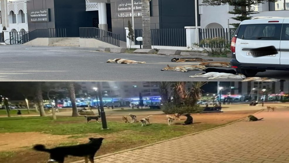 سيدي بنور.. الكلاب الضالة تسرح وتمرح أمام عجز “مصلحة حفظ الصحة بالمدينة” المشهد يعود إلى العصر الطباشيري