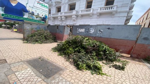 الجديدة..حين تسقط الأشجار بصمت  “ساحة الحنصالي بين الأمس واليوم”