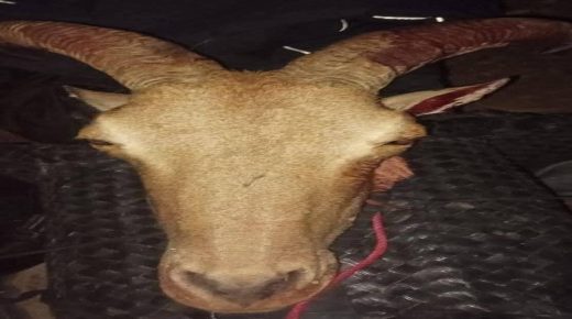 الدرك الملكي بتافراوت يوقف شخصا متلبسا بصيد الأروي