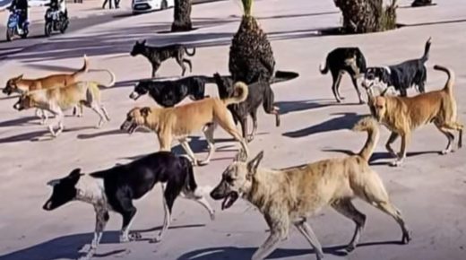 قانون جديد في المغرب: إطعام كلب ضال قد يكلّفك 3000 درهم!